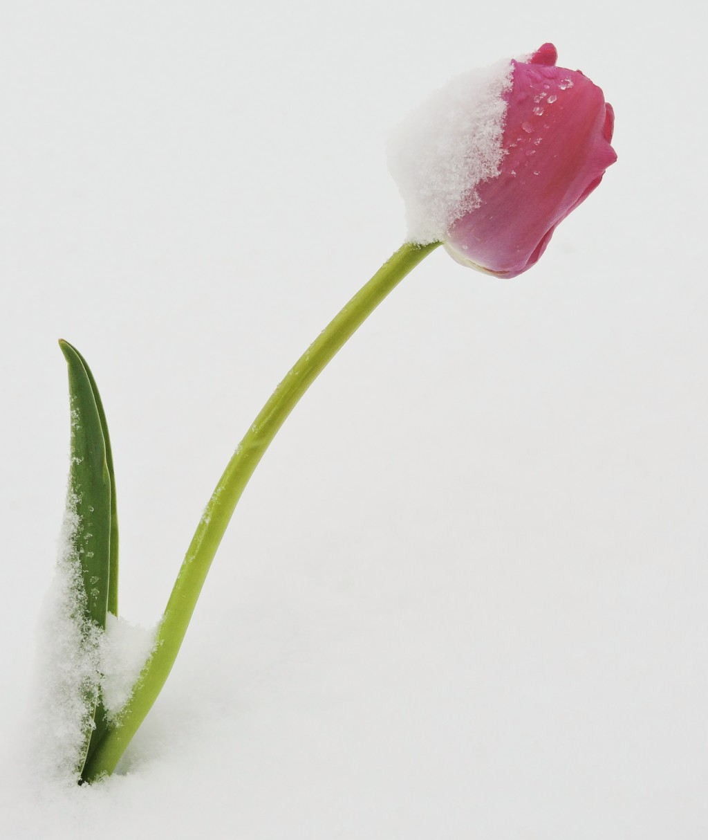 Tulip in the Snow